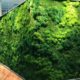 Dikey bahçe - yosun duvar - mumyalanmış yosun