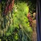 Dikey bahçe - yosun duvar - mumyalanmış yosun